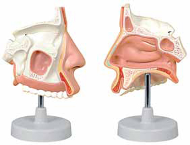 Nasal Cavity